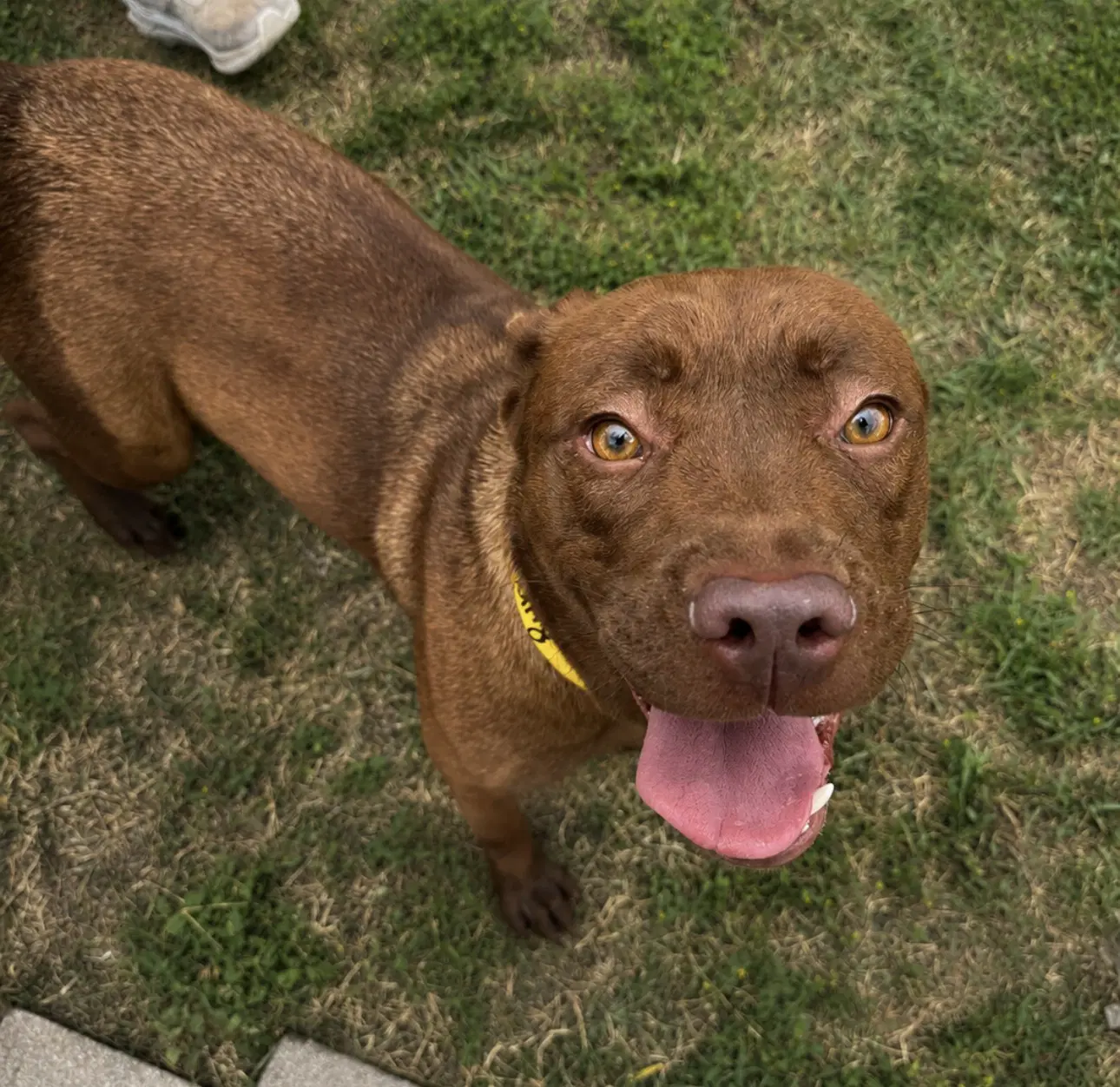 Ruby - Labrador Retriever