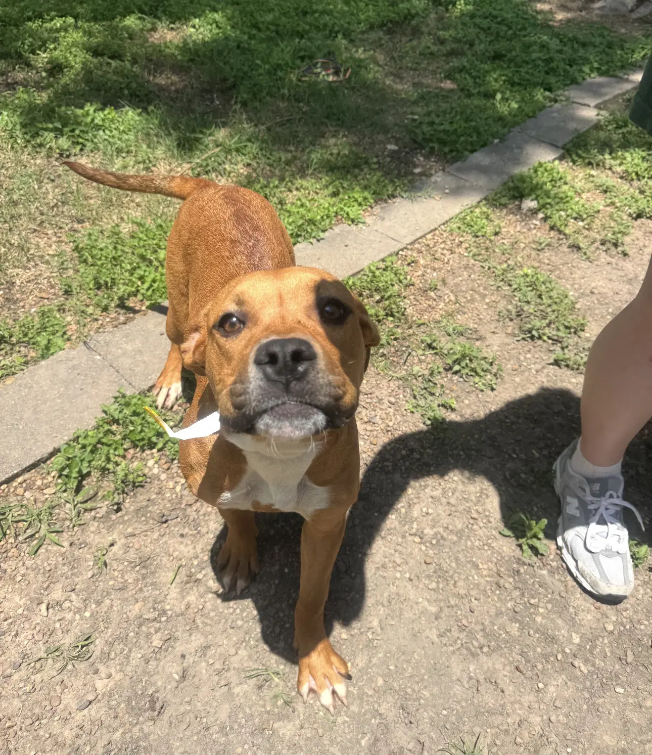Suki image 3