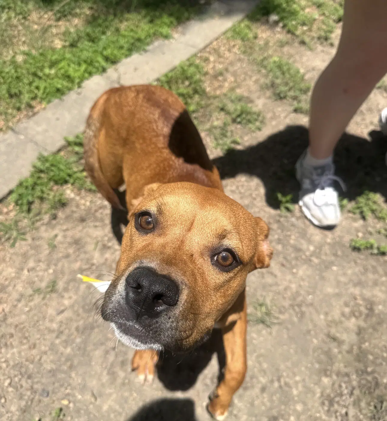 Suki - Boxer