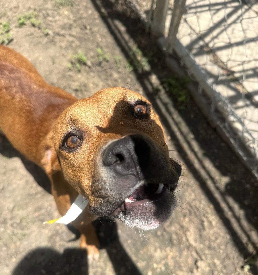 Suki