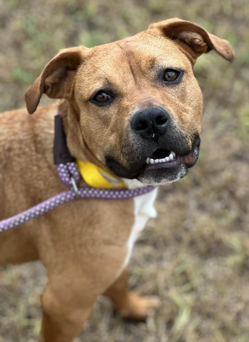 Suki, a dog for adoption from Scout's Honor Rescue