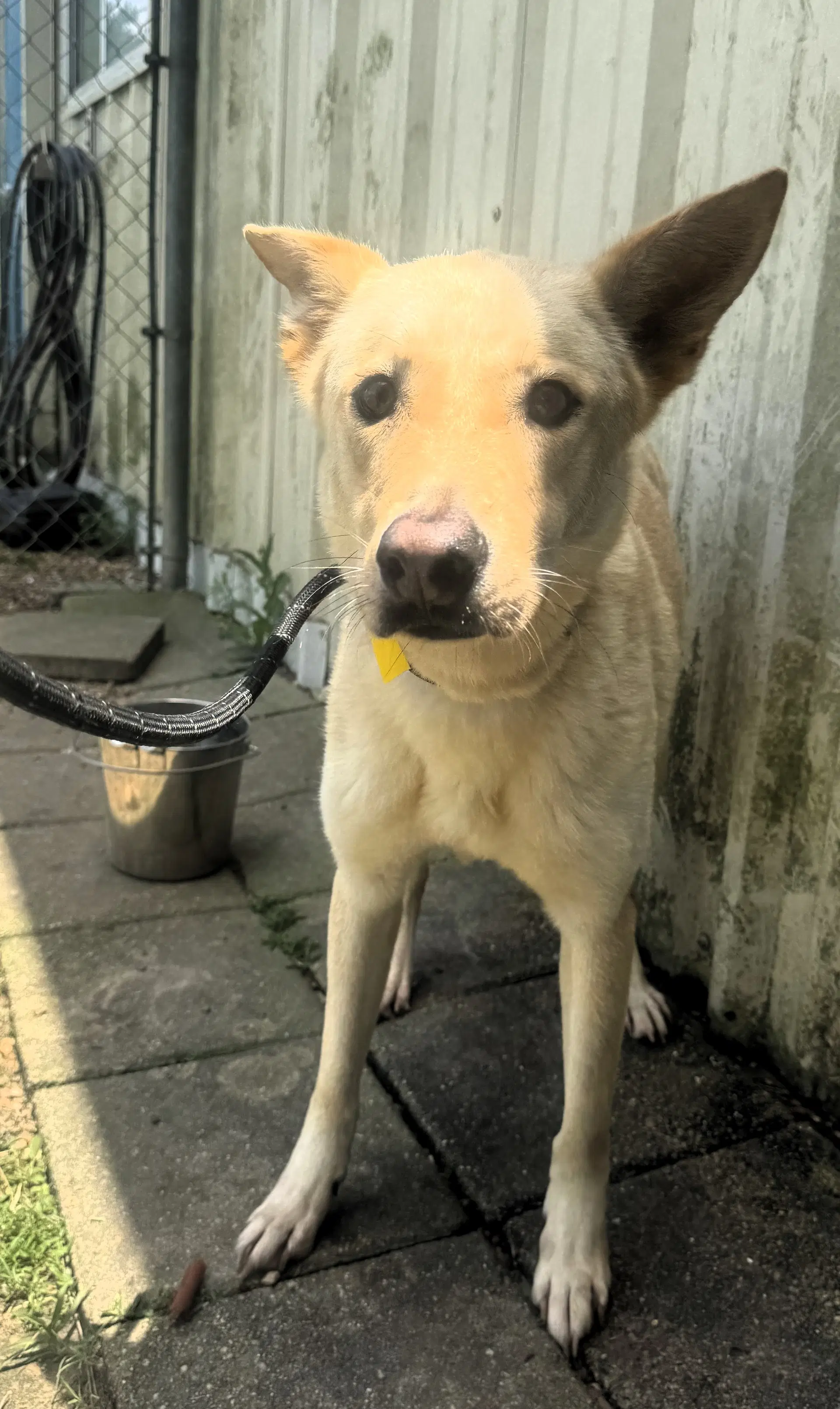 Bella - Shepherd