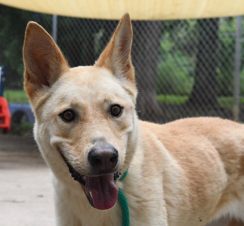 Bella, a dog for adoption from Scout's Honor Rescue