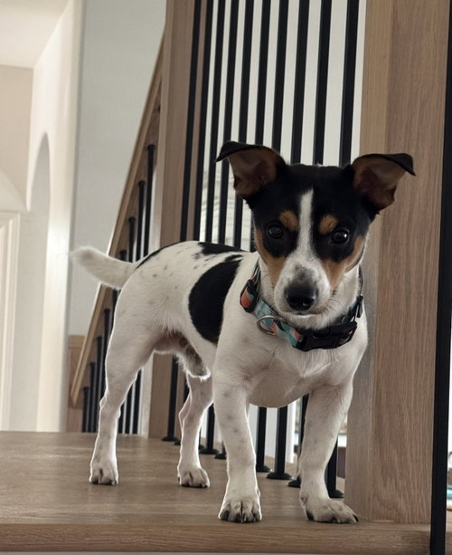 Crouton photo 6