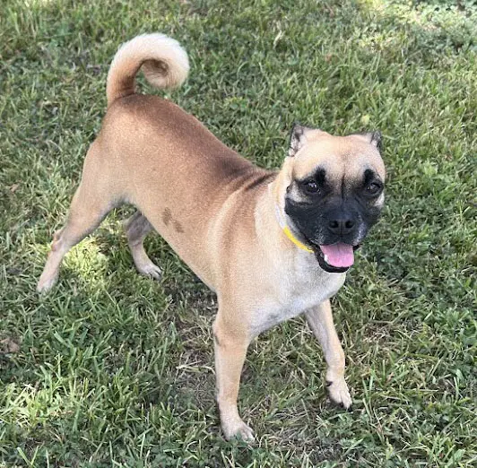 Chloe - Pug