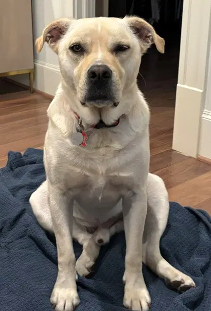 Sailor - Yellow Labrador Retriever