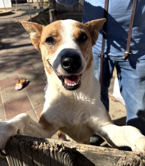 picture of the dog needing adoption