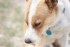 Chevy - Photo 14