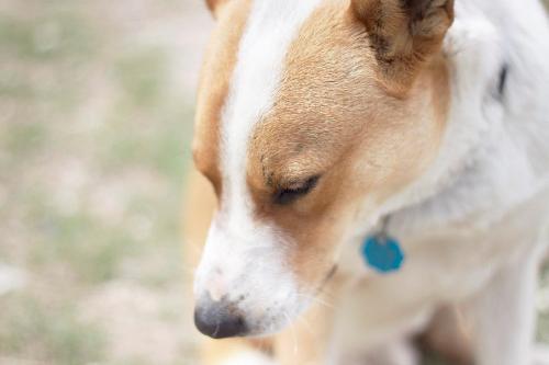 Chevy, photo 14