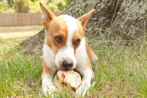 Chevy, photo 16