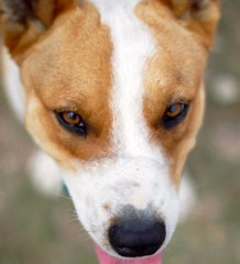 Chevy, photo 7