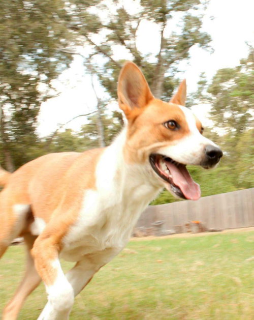 Chevy, photo 8
