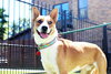 Chevy - Photo 13