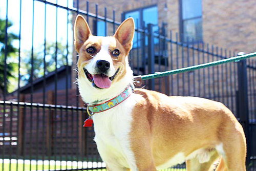 Chevy, photo 13