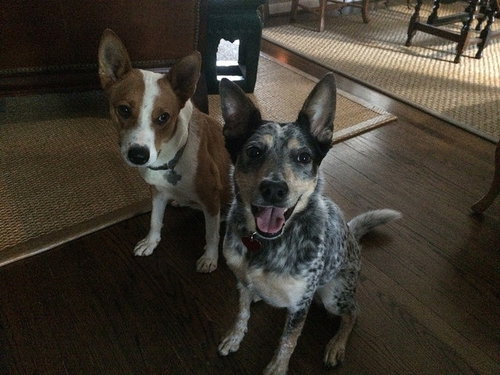 Chevy, photo 12