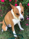Chevy - Photo 11
