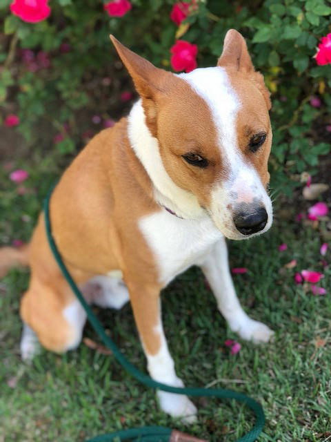 Chevy, photo 11