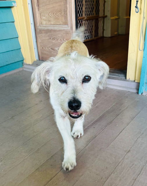adoptable Dog in Houston, TX named Foxy