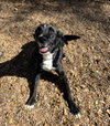 Ozzie - Photo 1