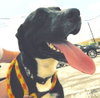 Ozzie - Photo 3