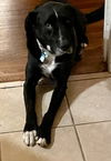 adoptable Dog in  named Ozzie
