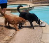 Ozzie - Photo 5