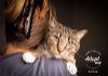 adoptable Cat in slc, UT named Carlee