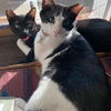 Salt & Pepper - Photo 1