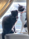 Salt & Pepper - Photo 3