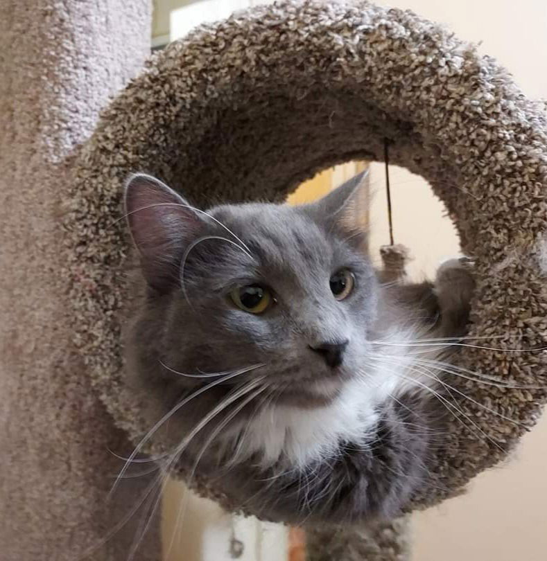 adoptable Cat in SLC, UT named Princess Valentina