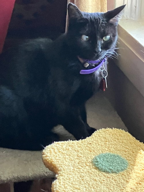 picture of the cat needing adoption