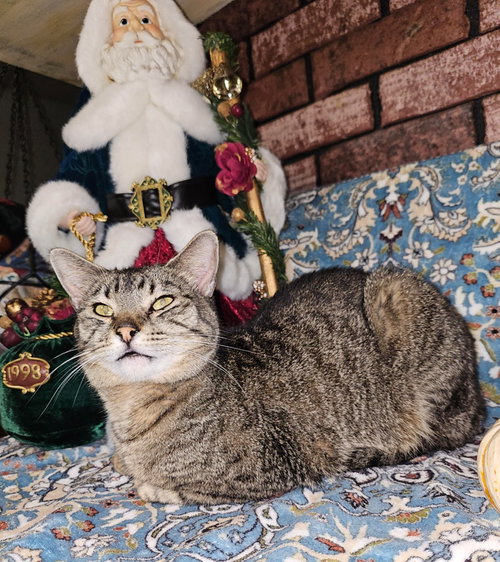 picture of the cat needing adoption