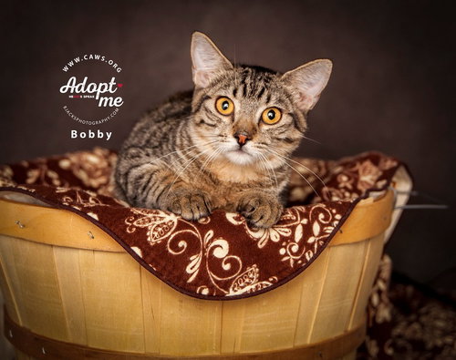 BOBBY - Domestic Short Hair available for adoption