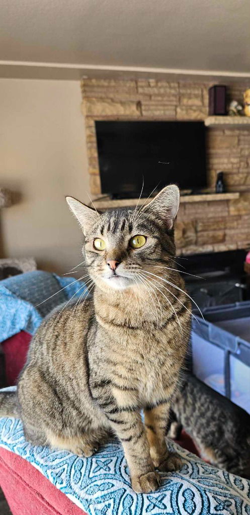 adoptable Cat in SLC, UT named Bobby