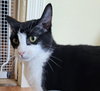 Olive - Photo 2