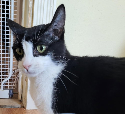 OLIVE - Domestic Short Hair available for adoption