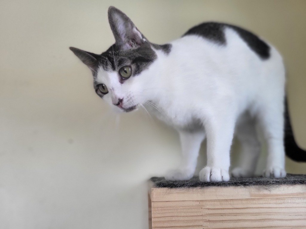 adoptable Cat in SLC, UT named Sweet Pepper
