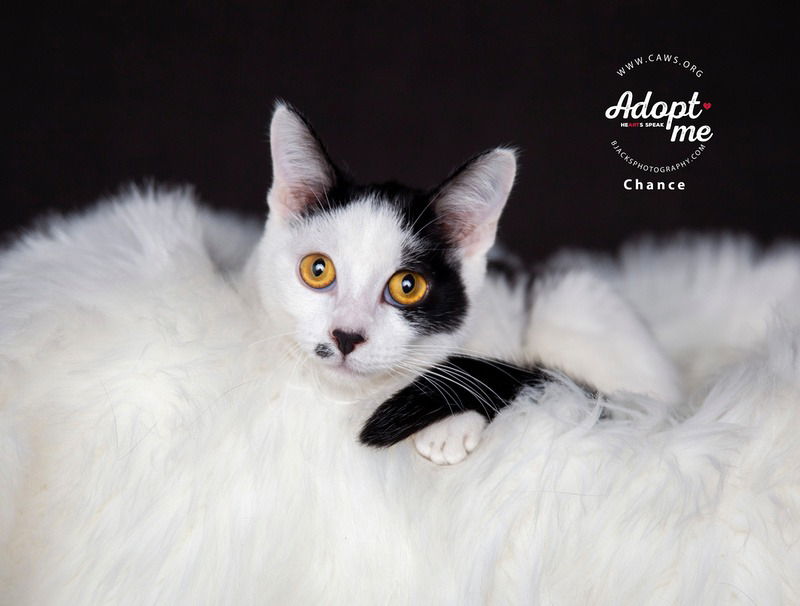 adoptable Cat in SLC, UT named Chance