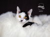 adoptable Cat in slc, UT named Chance