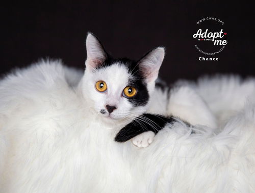 picture of the cat needing adoption