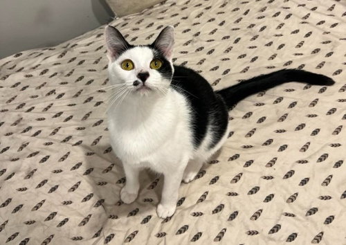 CHANCE - Domestic Short Hair available for adoption
