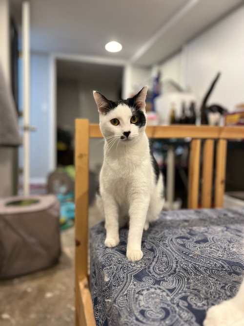 Photo 4 of Chance
