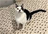 adoptable Cat in slc, UT named Chance