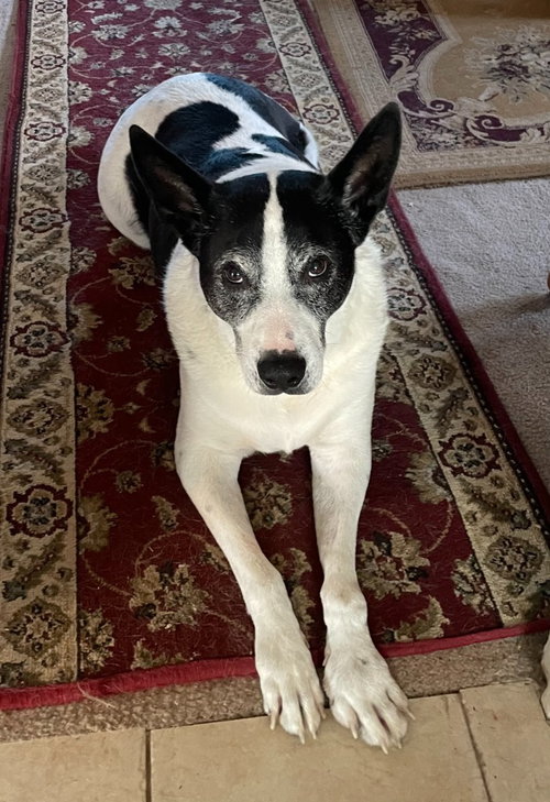 SHINZO - Australian Cattle Dog/Blue Heeler / Border Collie available for adoption