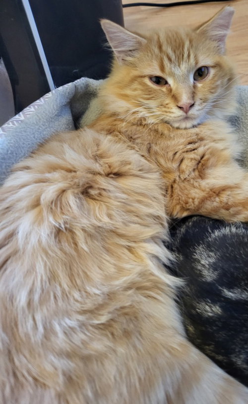 JULIO - Domestic Medium Hair available for adoption