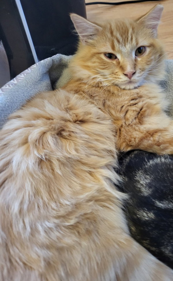 Julio