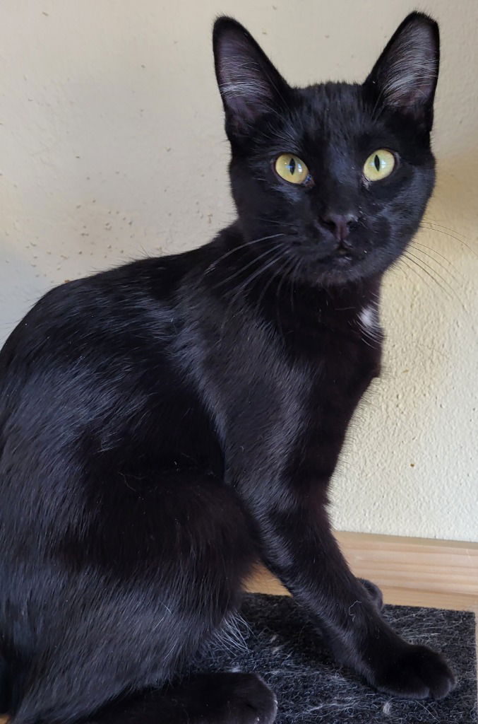 adoptable Cat in SLC, UT named Stockton