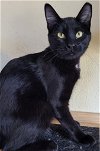adoptable Cat in slc, UT named Stockton