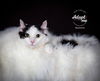 adoptable Cat in  named Queenie