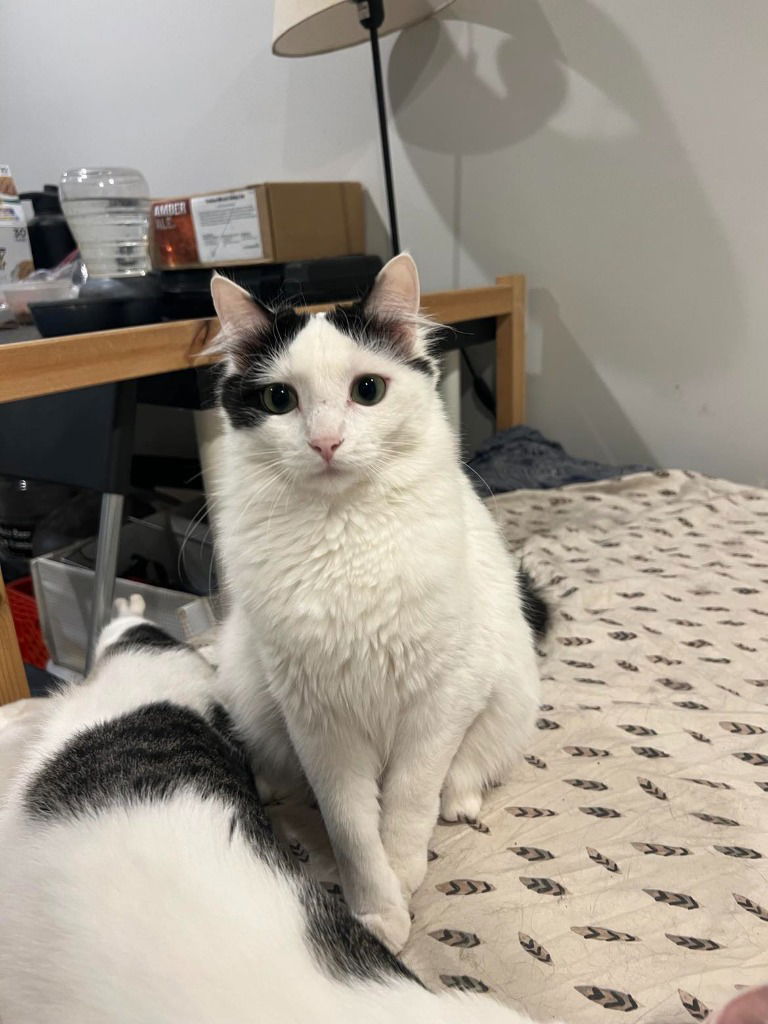 adoptable Cat in SLC, UT named Queenie